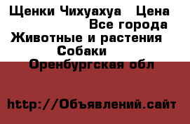 Щенки Чихуахуа › Цена ­ 12000-15000 - Все города Животные и растения » Собаки   . Оренбургская обл.